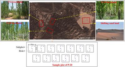 <mark class="highlighted">Soil Inorganic</mark> Carbon Sequestration Following Afforestation Is Probably Induced by Pedogenic Carbonate Formation in Northwest China